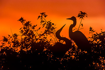 LE-AM-B-40         Great Blue Herons Courting At Sunset, Venice Rookery, Venice, Florida