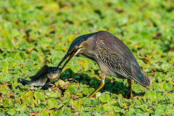 LE-AF-B-03         Greenbacked Heron With Fish, Sunset Dam, Kruger NP, South Africa
