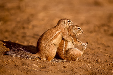 AF-M-01         Ground Squirrels Hugging, Kalahari Gemsbok NP, South Africa