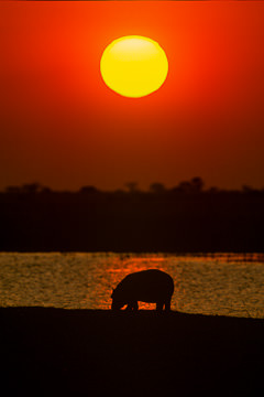 AF-LA-43         Hippo Feeding During Sunset, Chobe National Park, Botswana