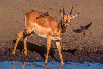 LE-AF-M-15         Impala With Oxpeckers, Kruger National Park, South Africa