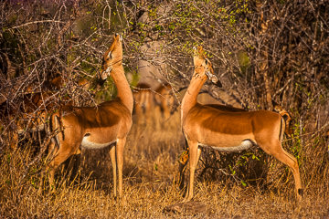 AF-M-02         Impalas Feeding, Kruger NP, South Africa