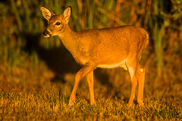 AM-M-01         Key Deer, National Key Deer Refuge, Florida