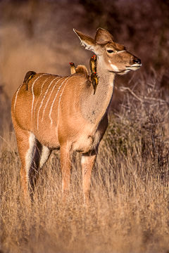 AF-M-03         Female Kudu With Oxpeckers, South Africa