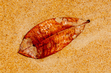 LE-BR-MIS-07         Leave On The Sand, Southeast Coast Of Bahia, Brazil