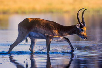 LE-AF-M-09         Lechwe Walking Through Water, Moremi Game Reserve, Botswana