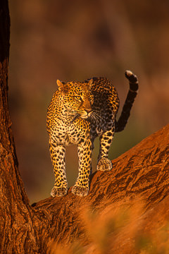 AF-M-52         Leopard On Tree, Samburu National Reserve, Kenya