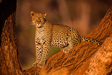 LE-AF-M-05         Leopard Resting At Days End, Samburu National Reserve, Kenya