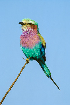 AF-B-04         Lilacbreasted Roller, Kruger NP, South Africa