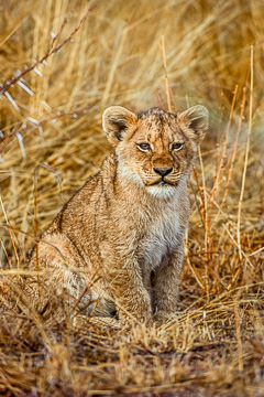 LE-AF-M-22         Lion Cub, Ulusaba Private Game Reserve, South Africa