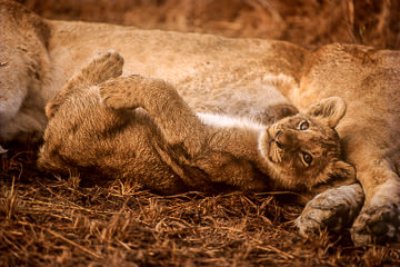 AF-M-30         Lion Cub Resting After Feeding, Sabi Sabi Private Reserve, South Africa
