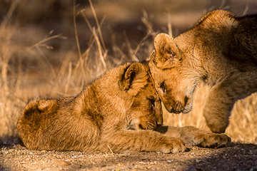 AF-M-28         Lion Cubs Greeting, Londolozi Private Reserve, South Africa