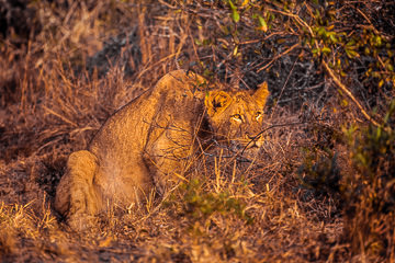 AF-M-15         Lioness Hunting, Londolozi Private Reserve, South Africa
