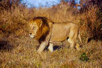 AF-M-13         Male Lion Walking, Londolozi Private Reserve, South Africa