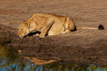 AF-M-122         Lioness Drinking, Mala Mala Private Reserve, South Africa