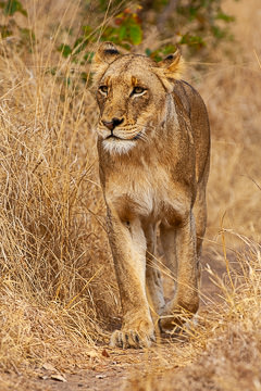 AF-M-121         Lioness Walking, Ulusaba Private Game Reserve, South Africa