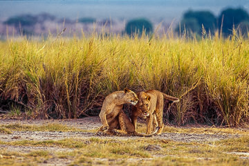 LE-AF-M-21          Lionesses Greeting, Sabi Sabi Private Game Reserve, South Africa