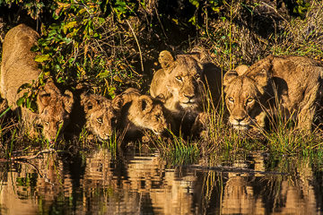 AF-M-04         Lion Pride Drinking, Phinda Private Reserve, South Africa