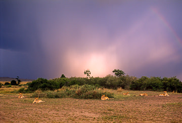 LE-AF-M-63         Lions Resting Before Approching Storm, Masai Mara National Reserve, Kenya