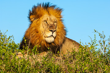 LE-AF-M-115         Lion Resting, Phinda Private Game Reserve, South Africa