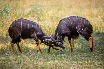 LE-AF-M-02         Bull Nyalas Fighting, Phinda Private Game Reserve, South Africa