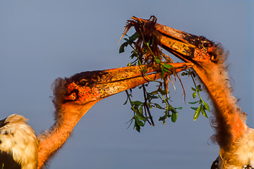 AF-B-02         Maribou Storks Fighting Over Nesting Material, Kruger NP, South Africa
