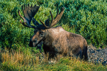 AM-M-03         Moose Bull, Denali National Park, Alaska