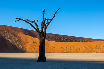 LE-AF-LA-105         Desiccated Tree At The Dead Vlei, Namib-Naukluft National Park, Namib Desert, Namibia