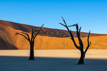 AF-LA-108         Trees At The Dead Vlei, Namib Desert, Namibia, Africa