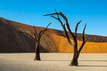 LE-AF-LA-109         Two Desiccated Trees, The Dead Vlei, Namib-Naukluft National Park, Namib Desert, Namibia