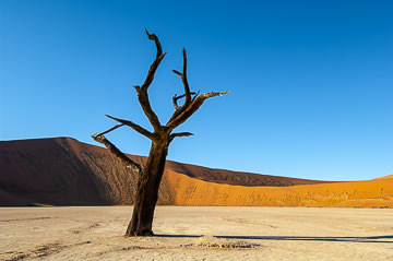 LE-AF-LA-112         Remnants Of Life, The Dead Vlei, Namib-Naukluft National Park, Namib Desert, Namibia