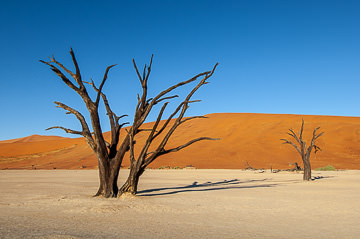 AF-LA-115         Desiccated Trees, The Dead Vlei, Namib Desert, Namibia, Africa