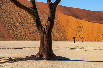 LE-AF-LA-117         Trees At The Dead Vlei, Namib-Naukluft National Park, Namib Desert, Namibia