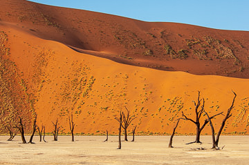 LE-AF-LA-118         Dessicated Woodland, The Dead Vlei, Namib-Naukluft National Park, Namib Desert, Namibia