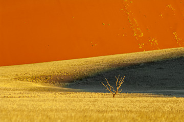 LE-AF-LA-146         Solitary Tree, Namib-Naukluft National Park, Namib Desert, Namibia