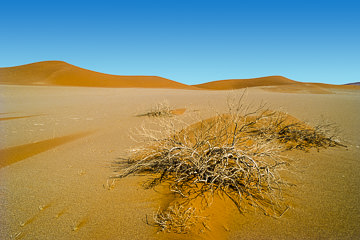 AF-LA-18         Dried Vegetation, Namib Desert, Namibia, Africa