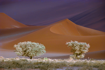 Trees and Dunes at Namib-Naukluft National Park, Namib Desert, Namibia