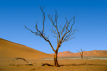 LE-AF-LA-31         Dead Trees At The Dunes, Namib-Naukluft National Park, Namib Desert, Namibia