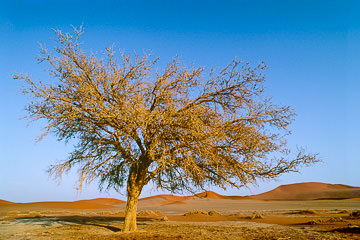 AF-LA-35         Tree In The Desert,  Namib Desert, Namibia, Africa