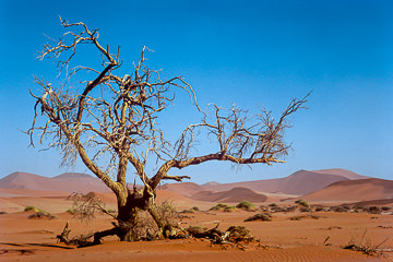 AF-LA-44         Dead Tree, Namib Desert, Namibia, Africa