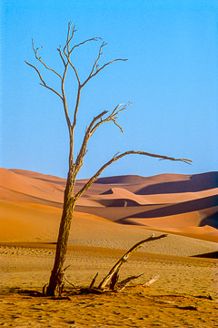 AF-LA-46         A Dead Tree, Namib Desert, Namibia, Africa