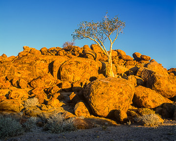 AF-LA-005         Lonely Tree, Damaraland Region, Namibia