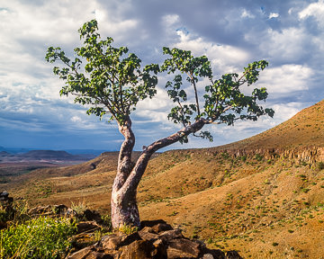 AF-LA-009         Succulent Tree In The Desolate Damaraland Region, Namibia