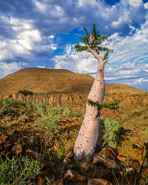 AF-LA-012         Moringa Tree In The Rugged Region Of Damaraland, Namibia  