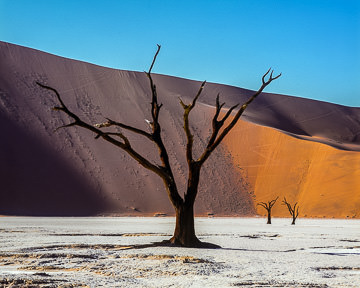 AF-LA-007         Desiccated Trees, Dead Vlei, Namib-Naukluft National Park, Namib Desert, Namibia  