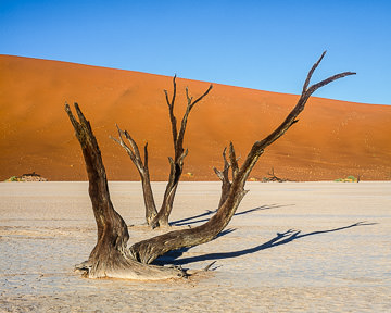 AF-LA-008         Desiccated Trees, Dead Vlei, Namib-Naukluft National Park, Namib Desert, Namibia  
