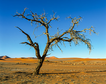 AF-LA-015         Dead Tree, Namib-Naukluft National Park, Namib Desert, Namibia  