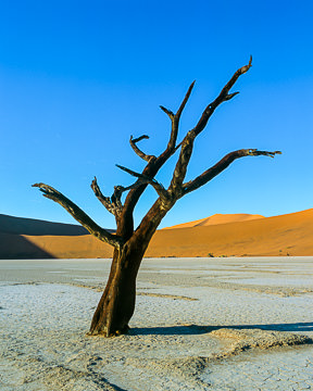 LE-AF-LA-022         Tree At The Dead Vlei, Namib-Naukluft National Park, Namib Desert, Namibia