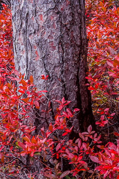 LE-AM-MIS-02         Pine Tree Surrounded By Fall Colors, Acadia National Park, Maine