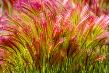 LE-AM-MIS-01         Pink Foxtail Grass, Yukon Territory, Canada